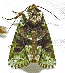 Lacinipolia explicata