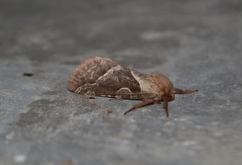 Triodia sylvina