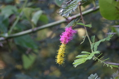 Dichrostachys