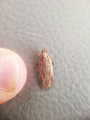 Depressaria daucella