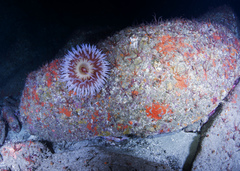 Urticina piscivora