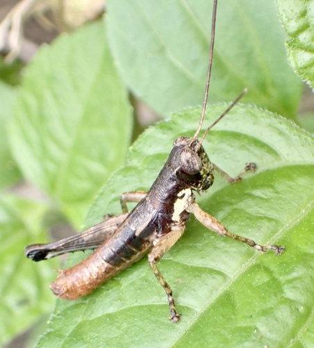Segellia lepida observed 2021-12-06