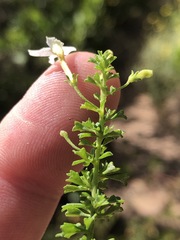 Jamesbrittenia argentea