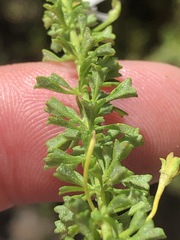 Jamesbrittenia argentea