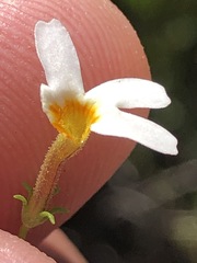 Jamesbrittenia argentea