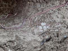 Gryllotalpa orientalis