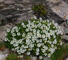 Cerastium uniflorum