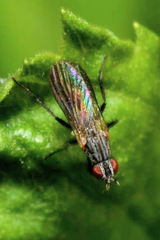 Anthomyia monilis