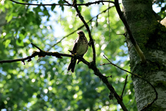 Turdus pilaris