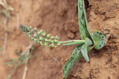 Ledebouria ensifolia