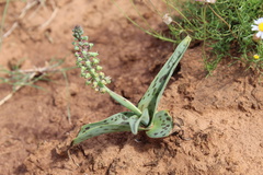 Ledebouria ensifolia