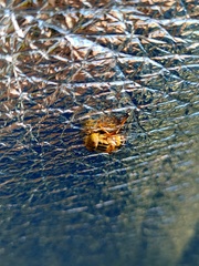 Eristalinus punctulatus