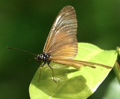 Acraea lycoa