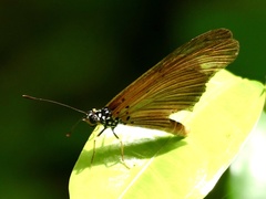 Acraea lycoa