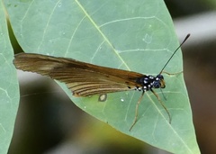 Acraea lycoa