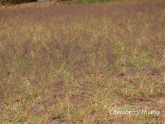 Eragrostis ferruginea