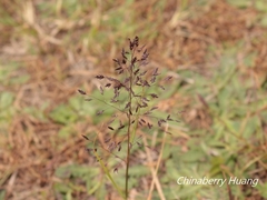 Eragrostis ferruginea