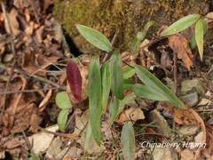 Smilax elongatoumbellata