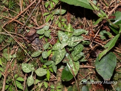Goodyera schlechtendaliana