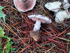 Agaricus devoniensis