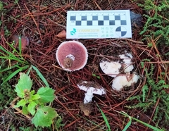Agaricus devoniensis