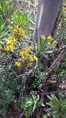 Centropappus brunonis