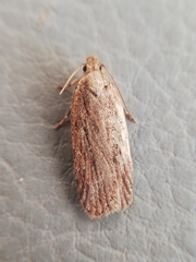 Depressaria daucella