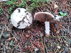 Agaricus devoniensis