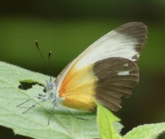 Mylothris chloris chloris