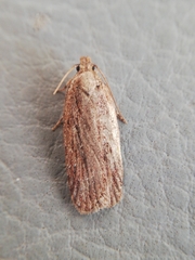 Depressaria daucella