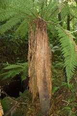 Dicksonia fibrosa
