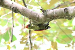Picus puniceus
