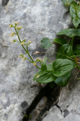 Valeriana elongata