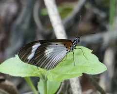 Acraea lycoa