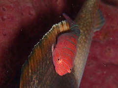 Cochleoceps bicolor