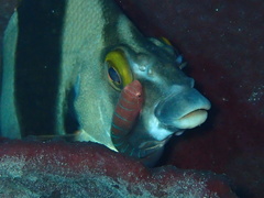 Cochleoceps bicolor