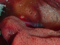 Cochleoceps bicolor
