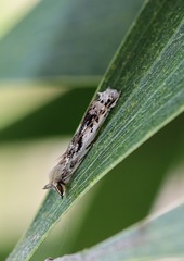Erechthias mystacinella