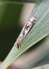 Erechthias mystacinella