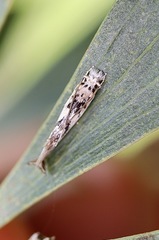 Erechthias mystacinella