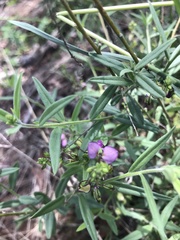 Polygala sphenoptera