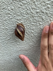 Lissachatina fulica