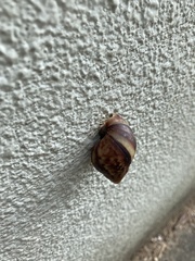 Lissachatina fulica