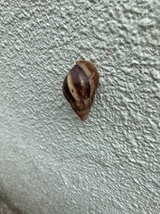 Lissachatina fulica