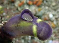 Clavelina meridionalis