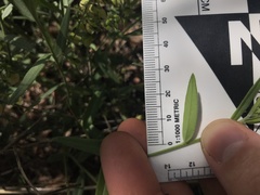 Polygala sphenoptera