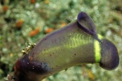 Clavelina meridionalis
