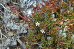 Acrothamnus colensoi
