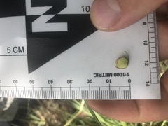 Polygala sphenoptera