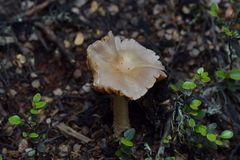 Cortinarius alboroseus